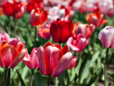 Tulips at the Capitol