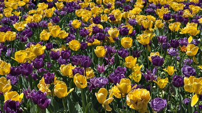 Carpet of tulips