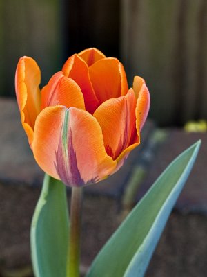 My prize tulip