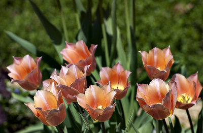 Gaggle of tulips