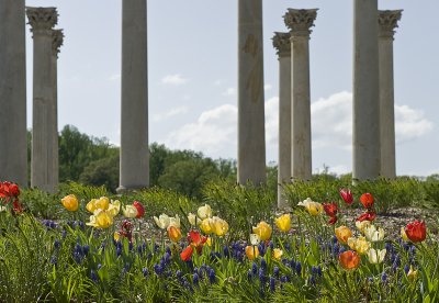 Capitol columns and tulips
