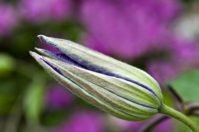 Clematis to be