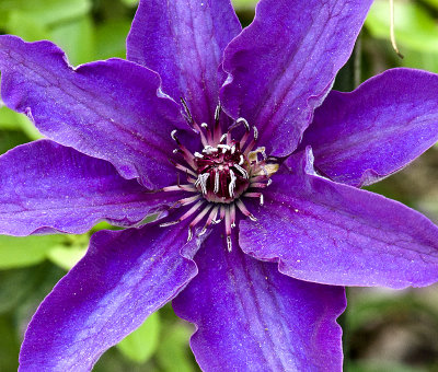 Clematis in bloom