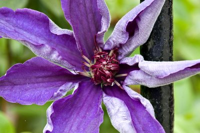 Clematis almost open