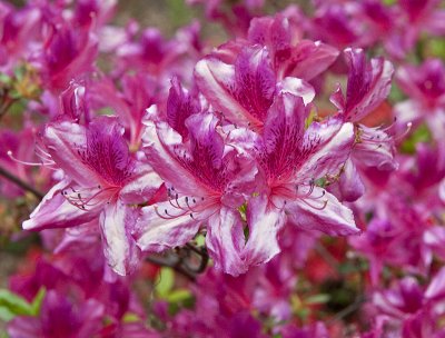 'Fantasy' azaleas