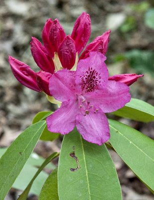 Brilliantly budding
