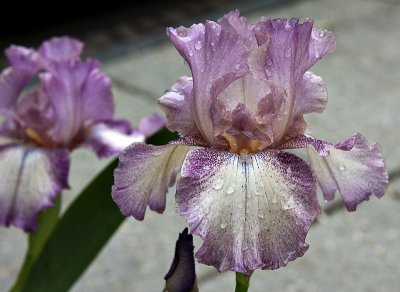 Parking strip iris