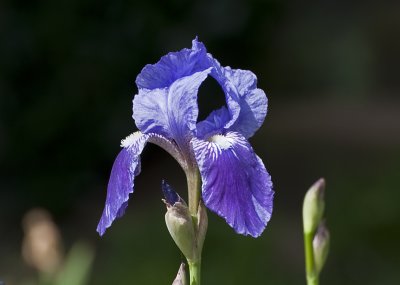 Iris at the fence