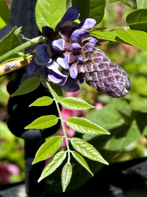 Wisteria in the making