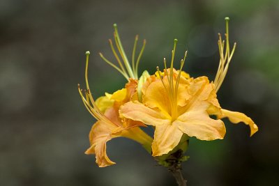 Azaleas and Rhododendrons at the National Arboretum