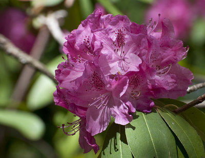 The last rhododendron