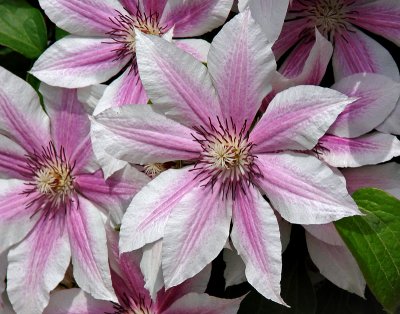 Just another clematis