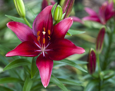 Lily heaven on Capitol Hill