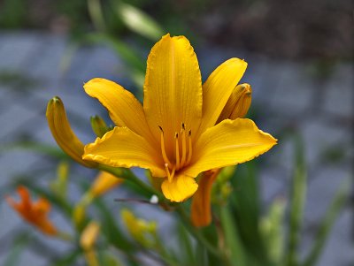Golden lily