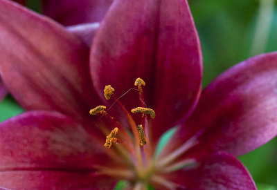 Fantastical lily