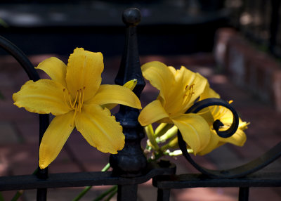 Lilies on the gate