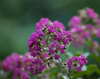 Crape myrtle