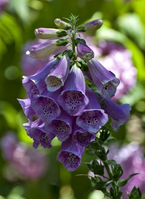 Purple bells