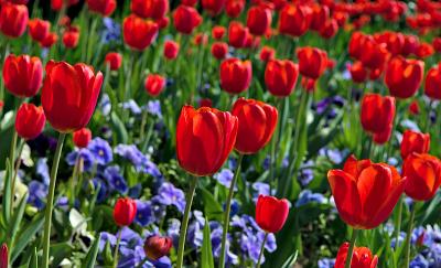 Topkapi tulips