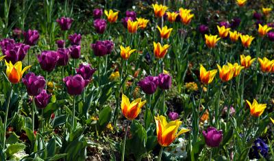 Topkapi tulips