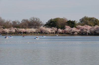 All shades of pink, Tidal Basin