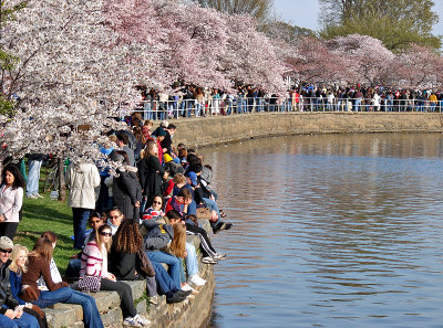 'All Washington' at Cherry Blossom Festival