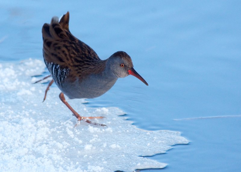 Water Rail