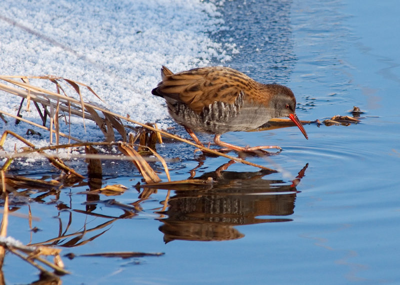 Water Rail