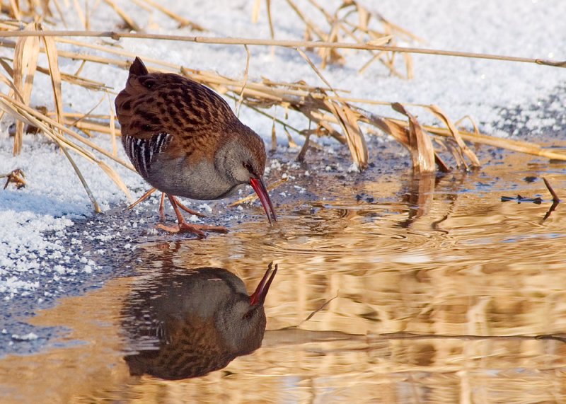 Water Rail