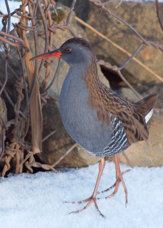 Water Rail