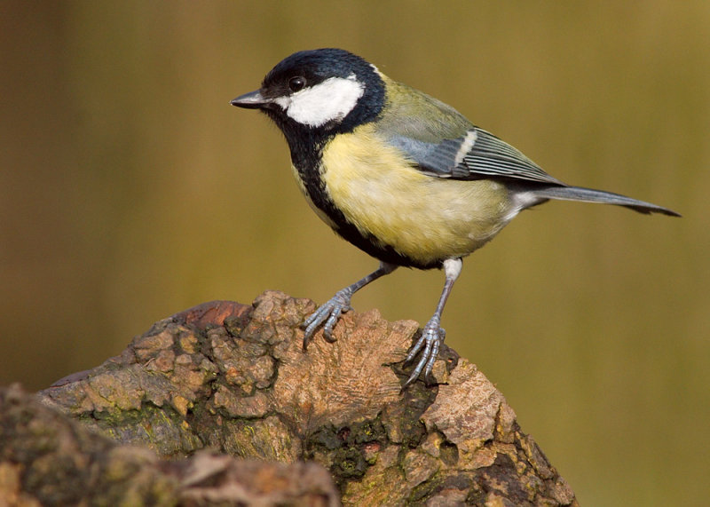 Great Tit