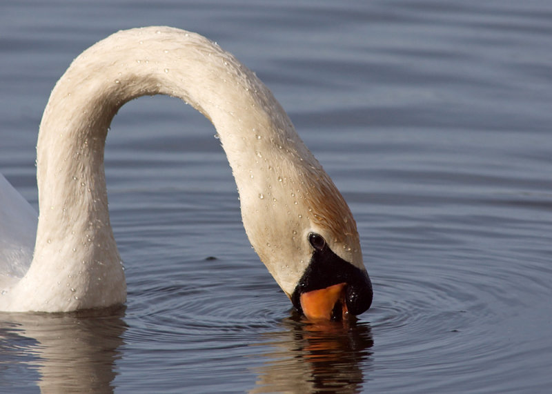 Mute Swan