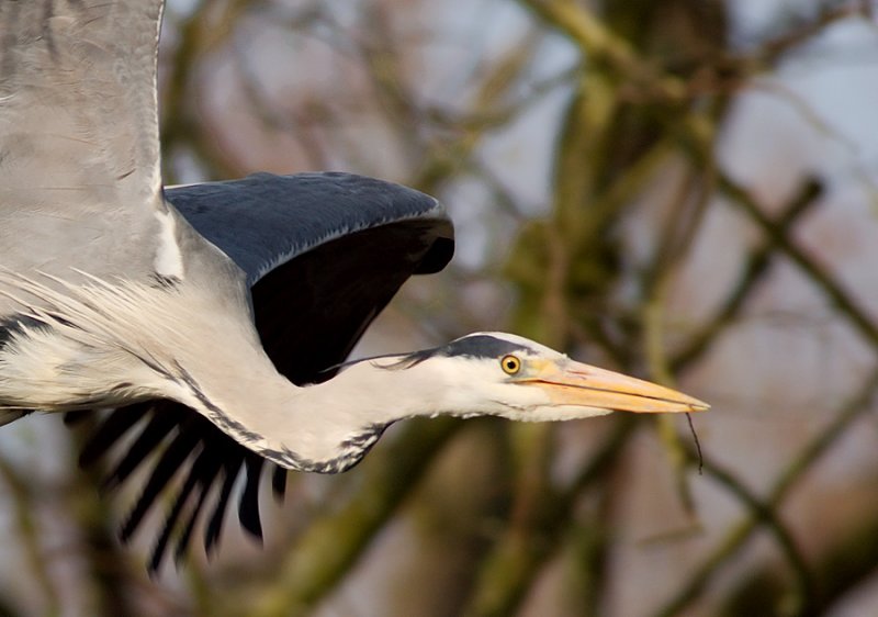 Grey Heron