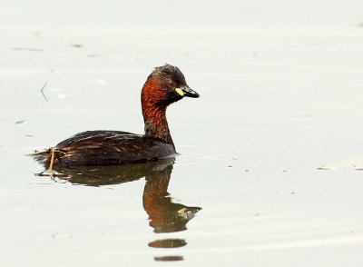 Little Grebe