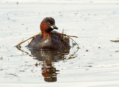 Little, Red-necked & Slavonian Grebes