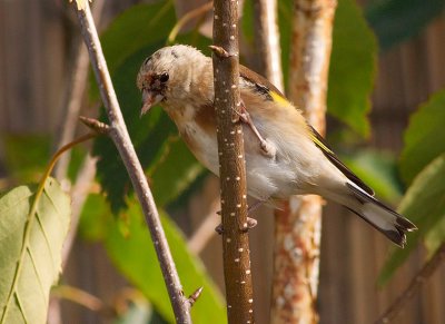 Goldfinch (a juvenile bird visiting our garden)