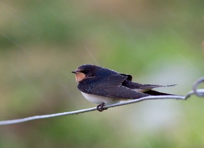 Swallow