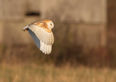 Barn Owl