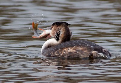 Great Crested Grebe feeding on Perch