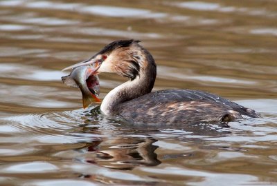 Great Crested Grebe feeding on Perch