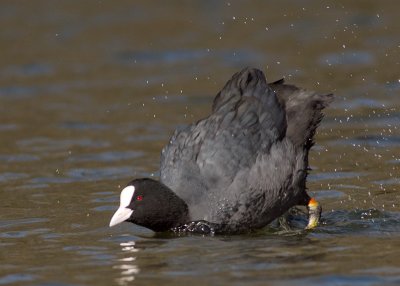 Coot