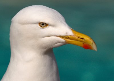 Herring Gull