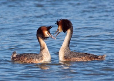 Great Crested Grebes displaying