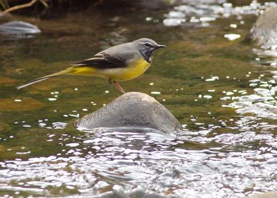 Grey Wagtail