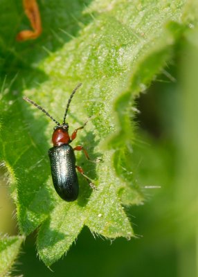 Leaf Beetle