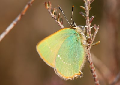 Green Hairstreak