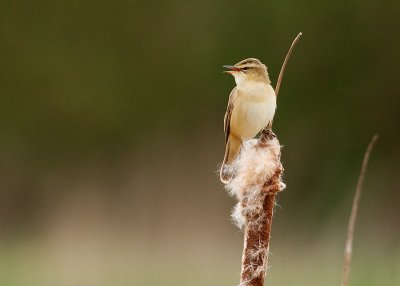 Sedge Warbler