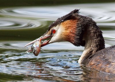 Great Crested Grebe with dinner