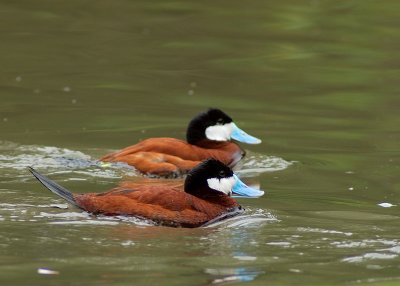 Ruddy Duck drakes