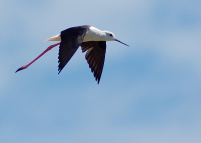Black-winged Stilt